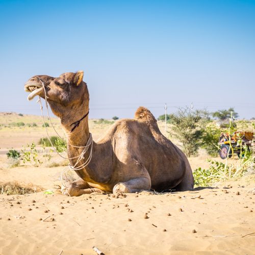rajasthan rajasthan